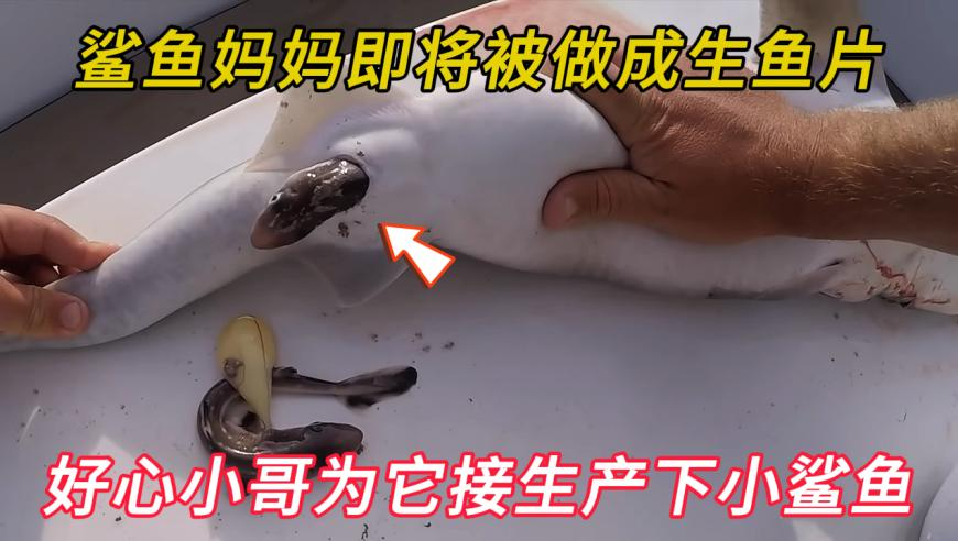刘伯温精选四肖八码期期准,澳回应中国军舰现身悉尼以东海域,展开解析落实_终极版V8.86